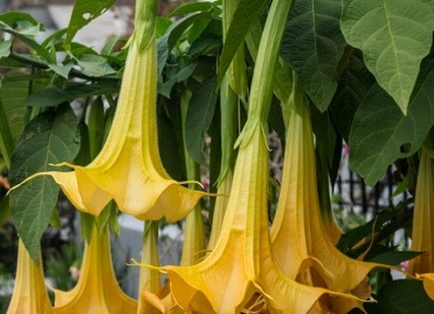 Datura